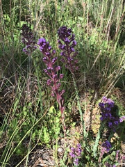 Liatrinae
