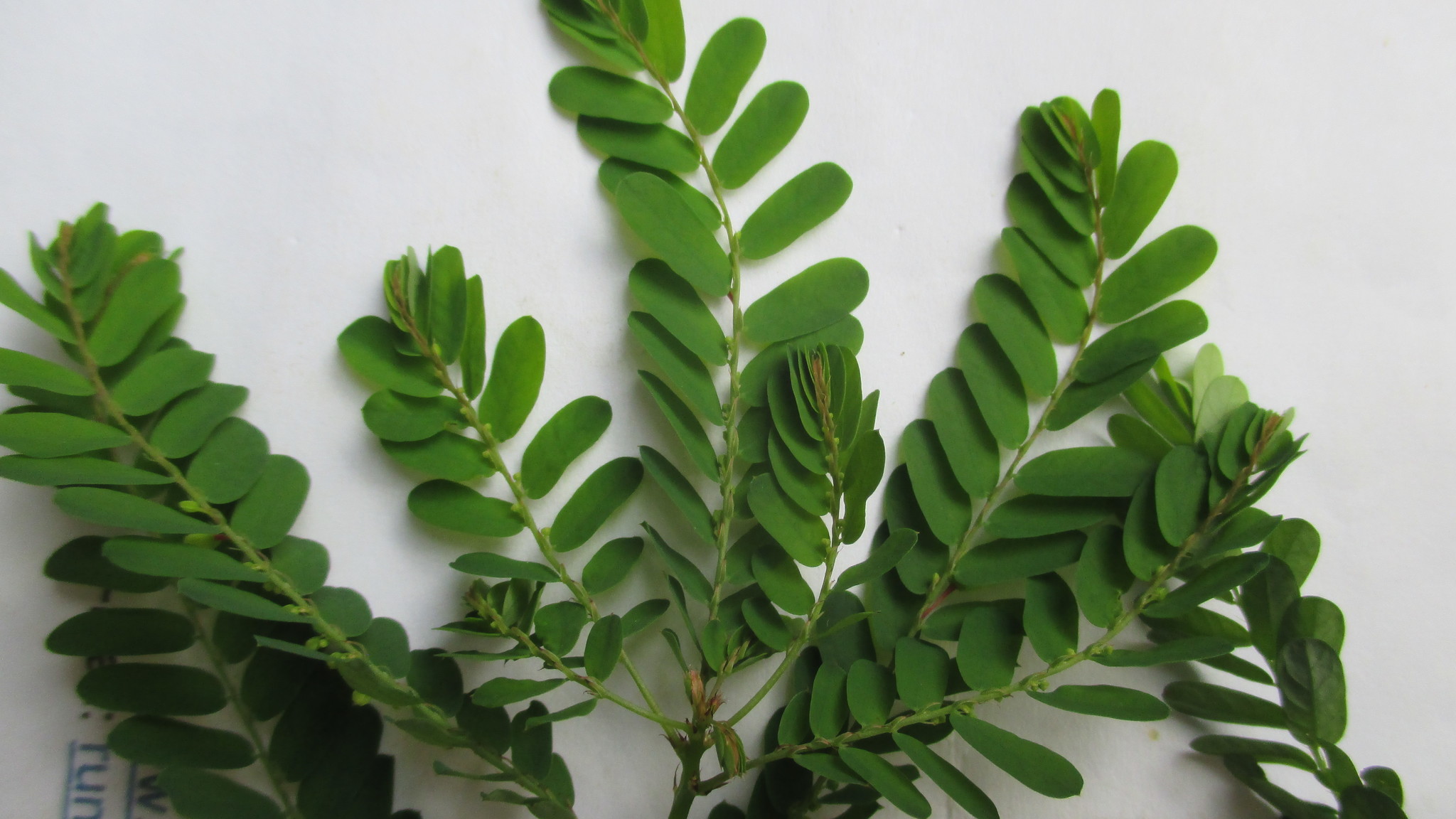 Phyllanthus image