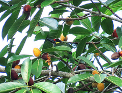 Psilopogon chrysopogon chrysopsis