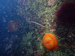 Aulorhynchus flavidus