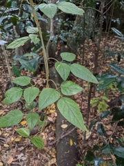 Jasminum singuliflorum