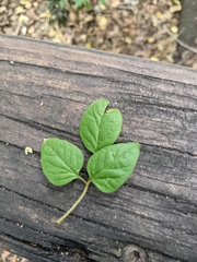 Jasminum singuliflorum