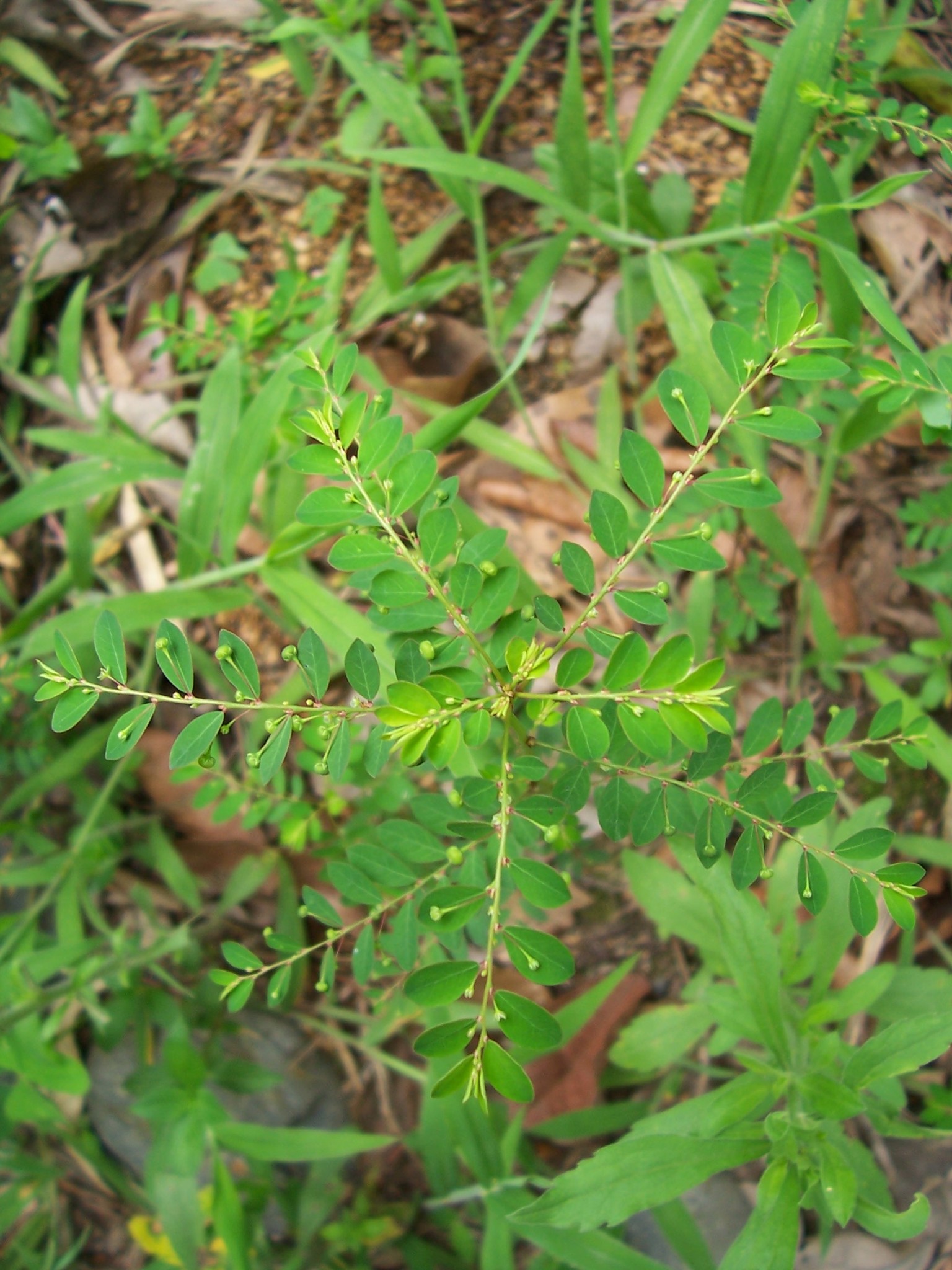 Phyllanthus tenellus image