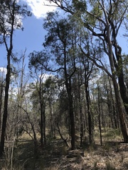 Lysicarpus angustifolius