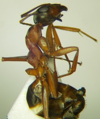 Formica cunicularia