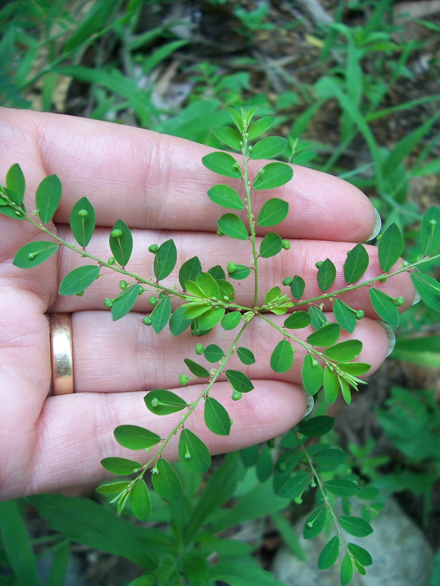 Phyllanthus image