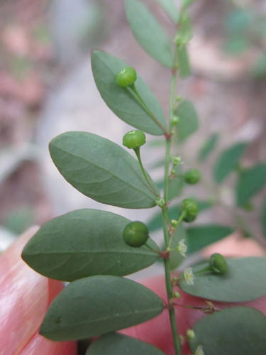 Phyllanthus tenellus image