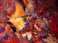 Echidnocerus cibarius