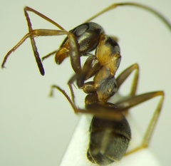 Formica cunicularia