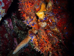 Echidnocerus cibarius