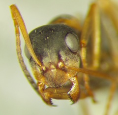 Formica cunicularia