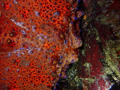 Echidnocerus cibarius