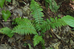Dryopteris crassirhizoma