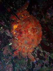 Echidnocerus cibarius