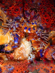 Echidnocerus cibarius