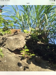 Callosciurus erythraeus