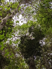 Brachychiton discolor