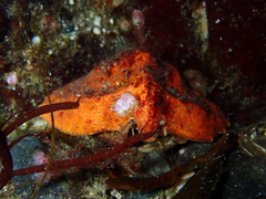 Cryptolithodes typicus