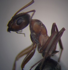 Formica cunicularia
