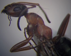 Formica cunicularia