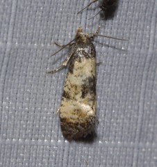 Neocochylis dubitana