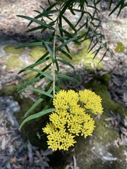 Cassinia aureonitens