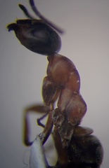 Formica cunicularia