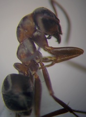 Formica cunicularia