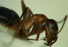 Formica cunicularia