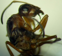 Formica cunicularia