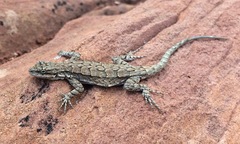 Urosaurus ornatus wrighti