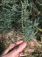 Melaleuca linariifolia