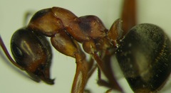Formica cunicularia