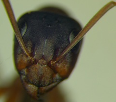 Formica cunicularia