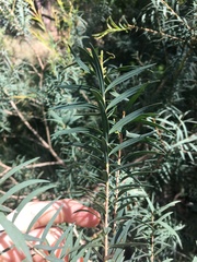 Melaleuca linariifolia