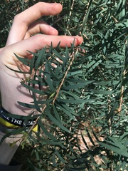 Melaleuca linariifolia