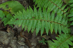 Dryopteris crassirhizoma