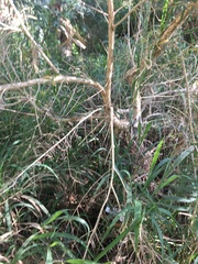 Melaleuca linariifolia