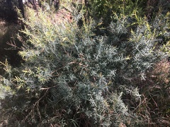 Melaleuca linariifolia