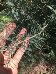 Melaleuca linariifolia