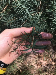 Melaleuca linariifolia