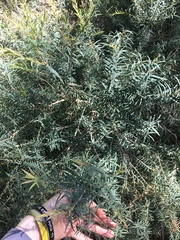 Melaleuca linariifolia