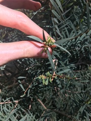 Melaleuca linariifolia