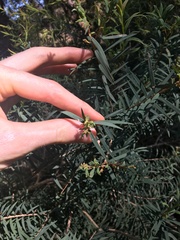Melaleuca linariifolia