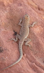 Uta stansburiana uniformis
