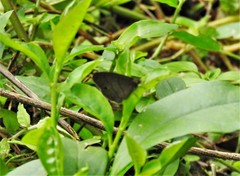 Hermeuptychia harmonia