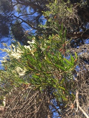 Amyema gaudichaudii