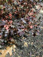 Loropetalum subcordatum