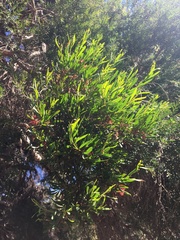 Amyema gaudichaudii