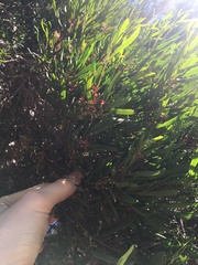 Amyema gaudichaudii